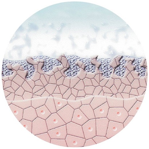Abgestorbene Zellen werden aufgelöst